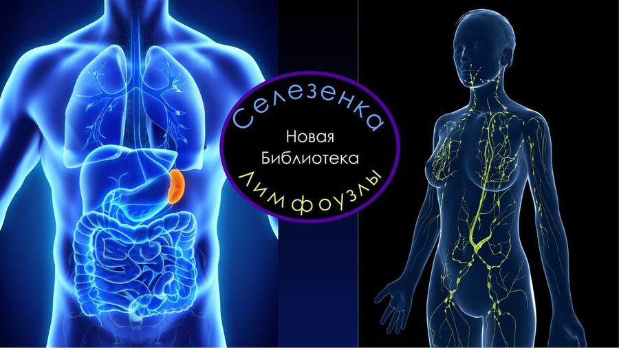 Библиотека «Лимфоузлы и селезёнка»