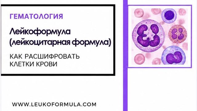 The differential white blood cell count