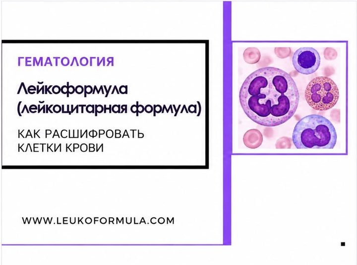 Лейкоформула (лейкоцитарная формула)