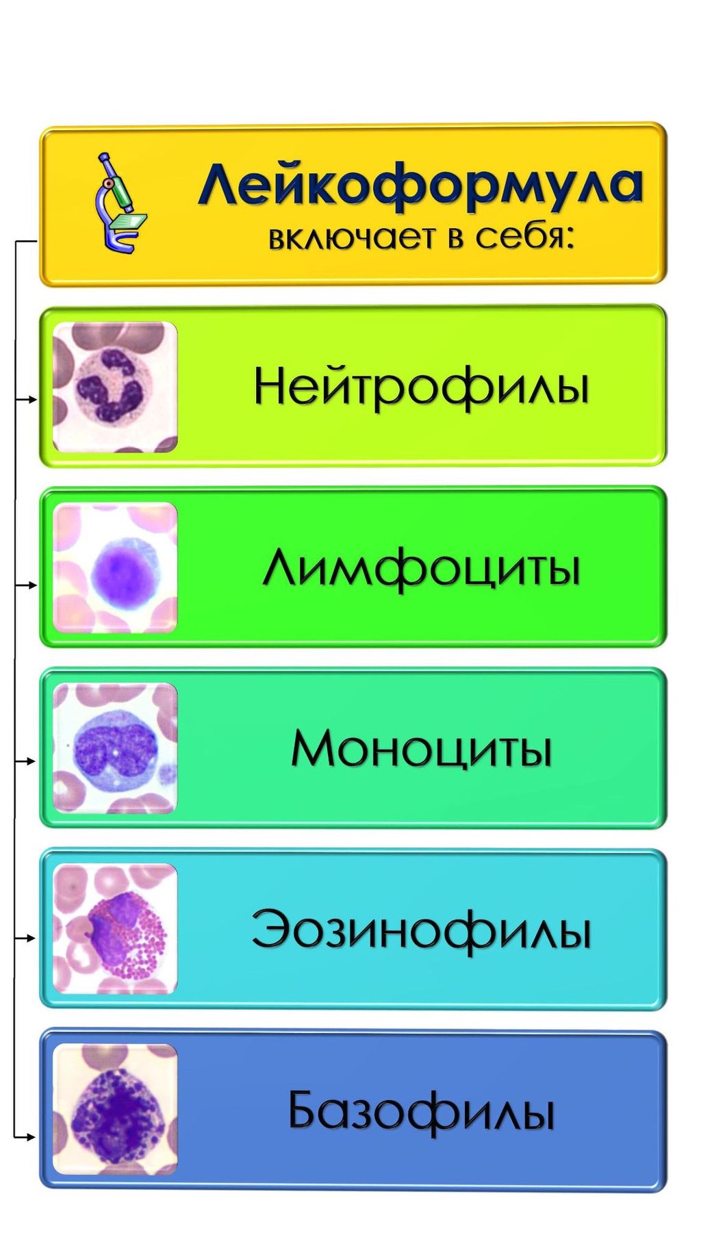 The main blood cells counted in the differential