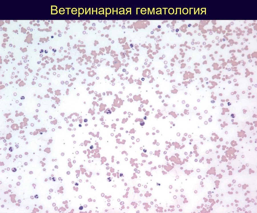 Агглютинация эритроцитов при ИОГА у собаки: мазок крови
