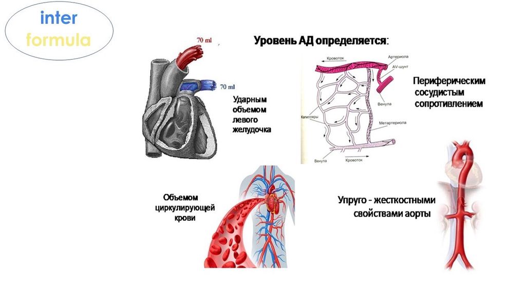 Схема регуляции артериального давления