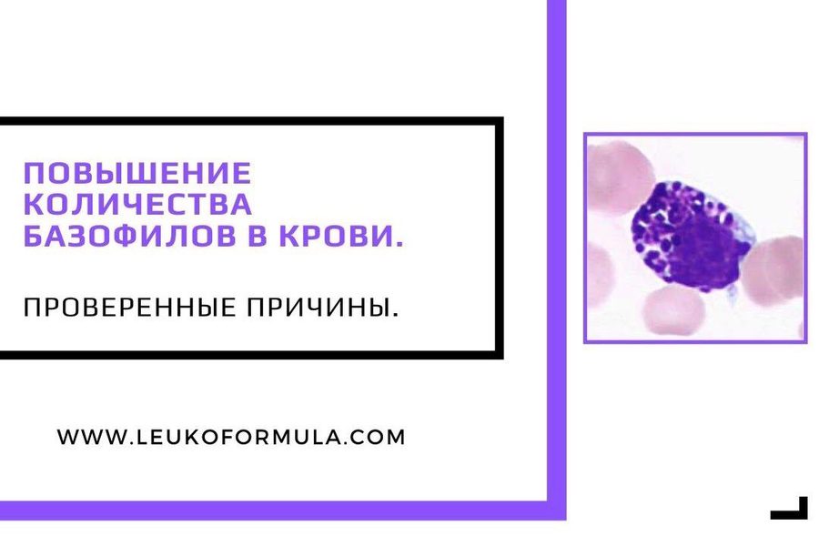 Причины повышения количества базофилов в крови