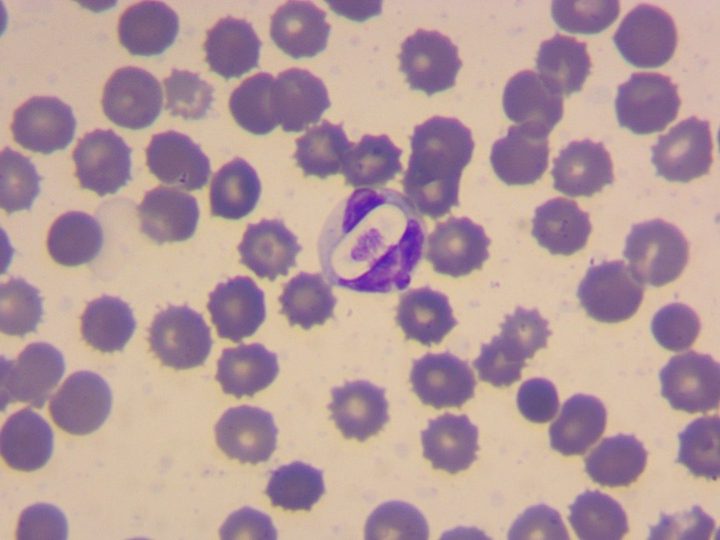 Мазок крови, эллипсоидная капсула Hepatozoon canis внутри нейтрофила