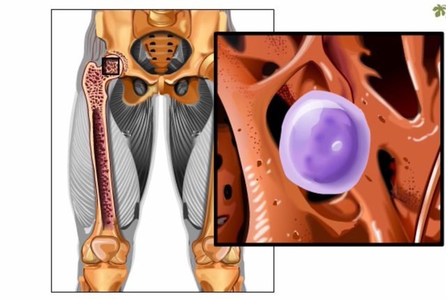 Bone Marrow as a Hematopoietic Organ: History of Discovery