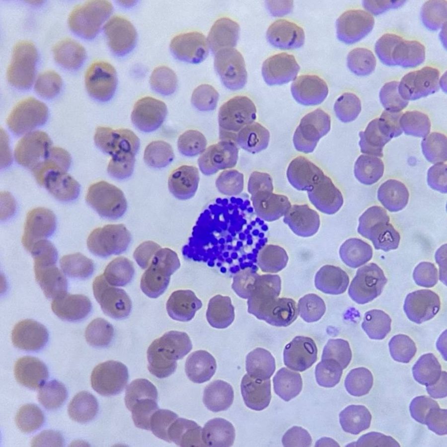 Blood Basophil Morphology in Ferrets, Dogs, and Cats