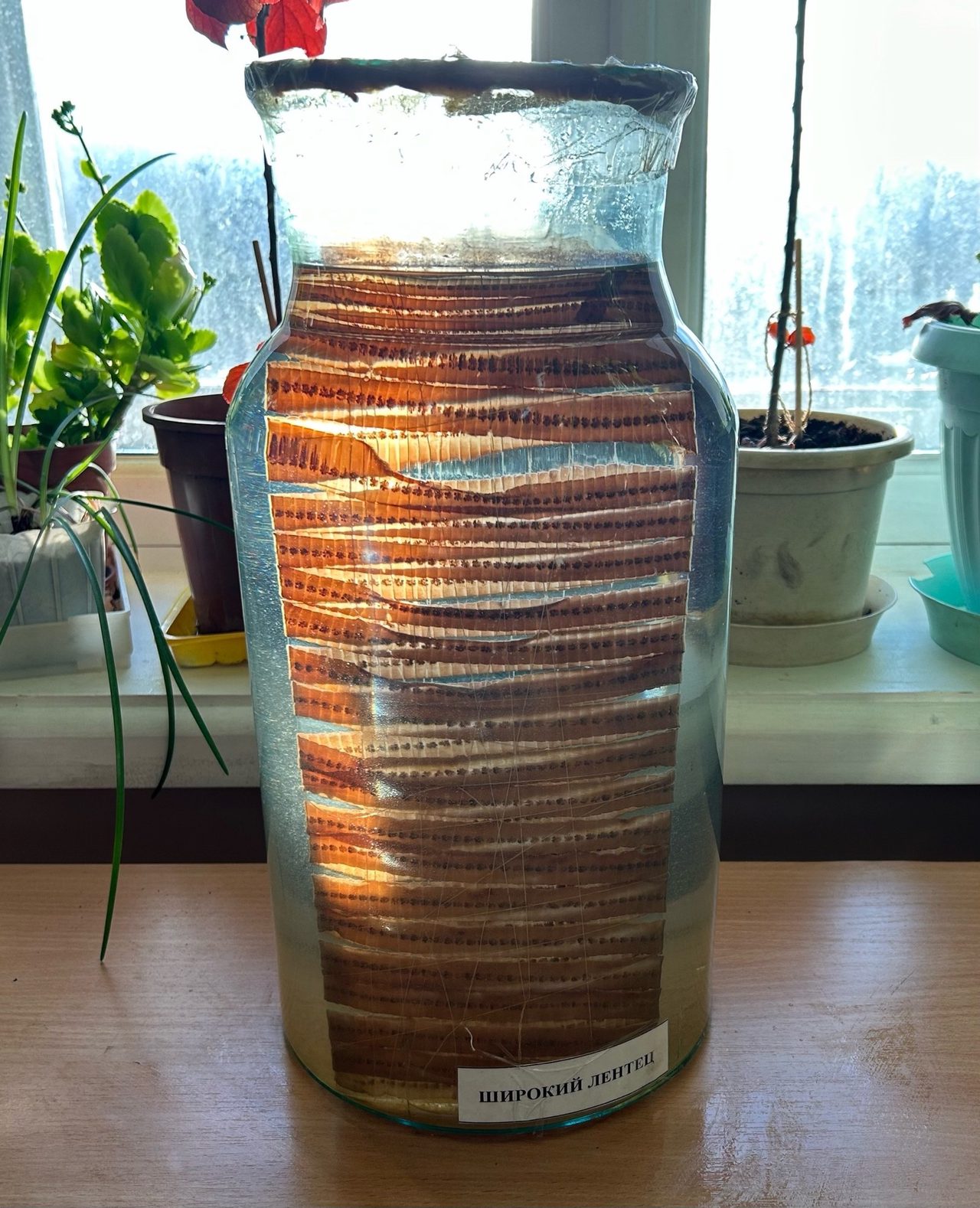 Morphology of Diphyllobothrium latum (Broad Tapeworm)