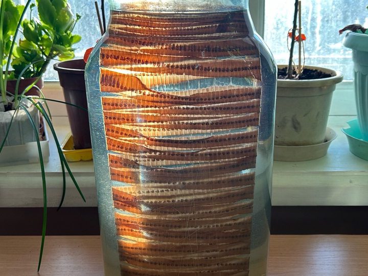 Macroscopic specimen in a jar: strobila of the broad tapeworm, fixed in formalin