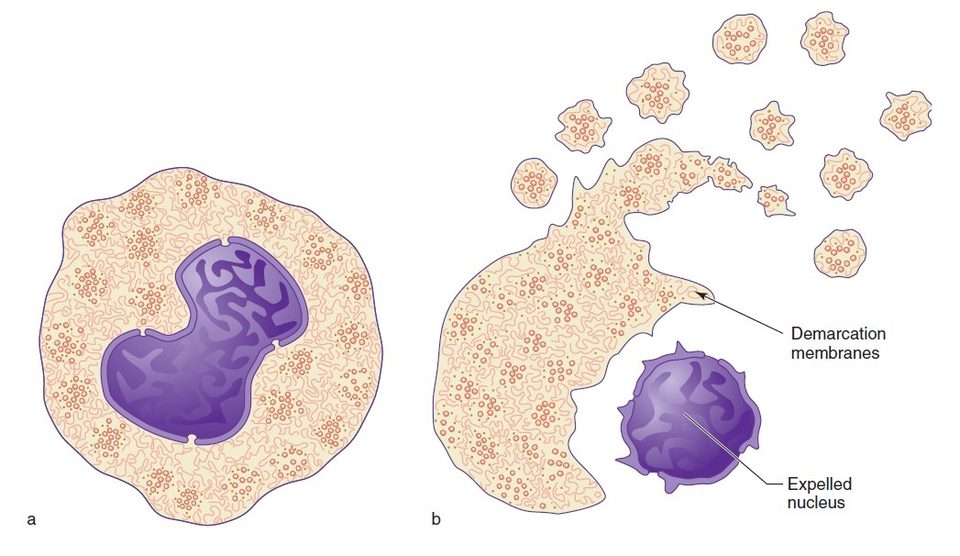 Scheme of platelet detachment and extrusion of the mature megakaryocyte nucleus