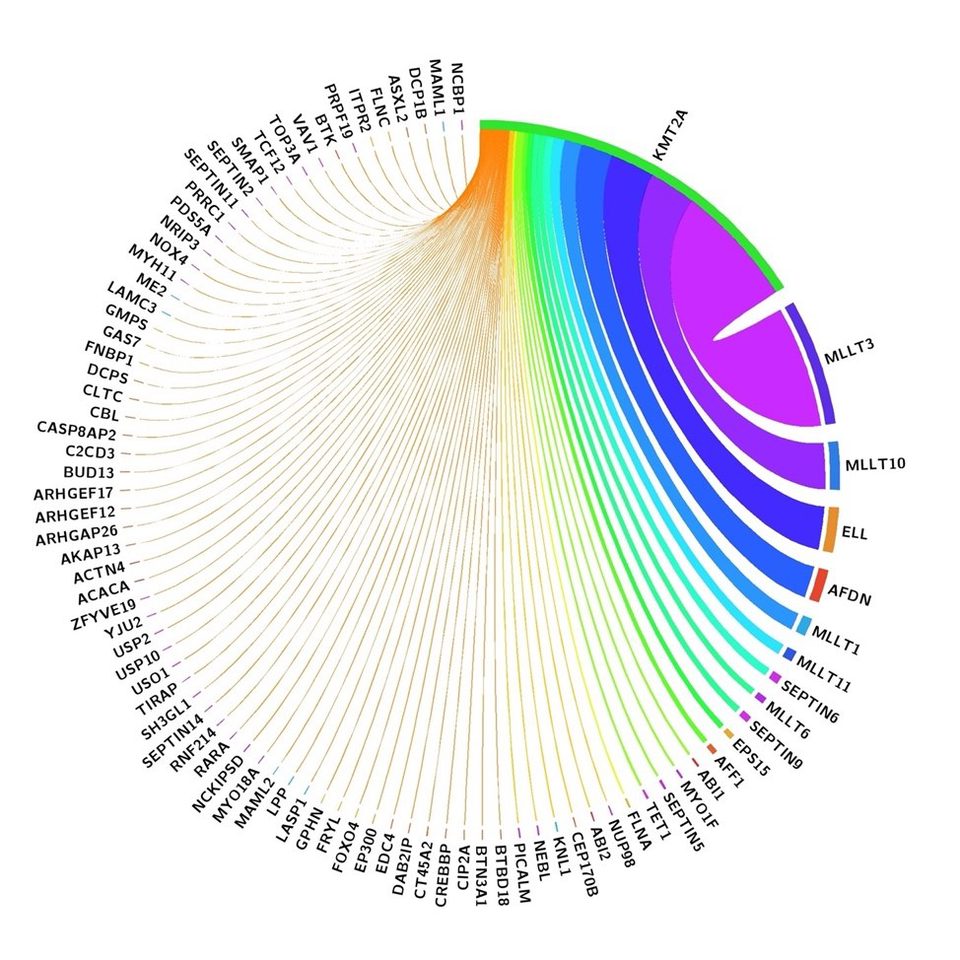 Diagram: spectrum of KMT2A gene translocation partner genes according to WHO classification