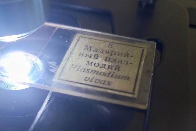 Мазок крови от 1970 г. с Plasmodium vivax