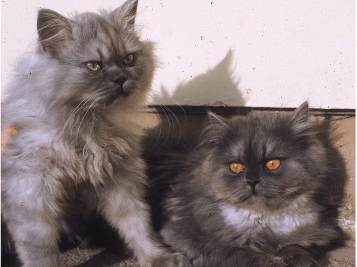 Фото кошек: гипопигментация шерсти и радужки слева при синдроме Чедиака — Хигаси