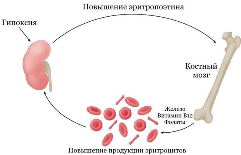 Регуляция эритропоэза.